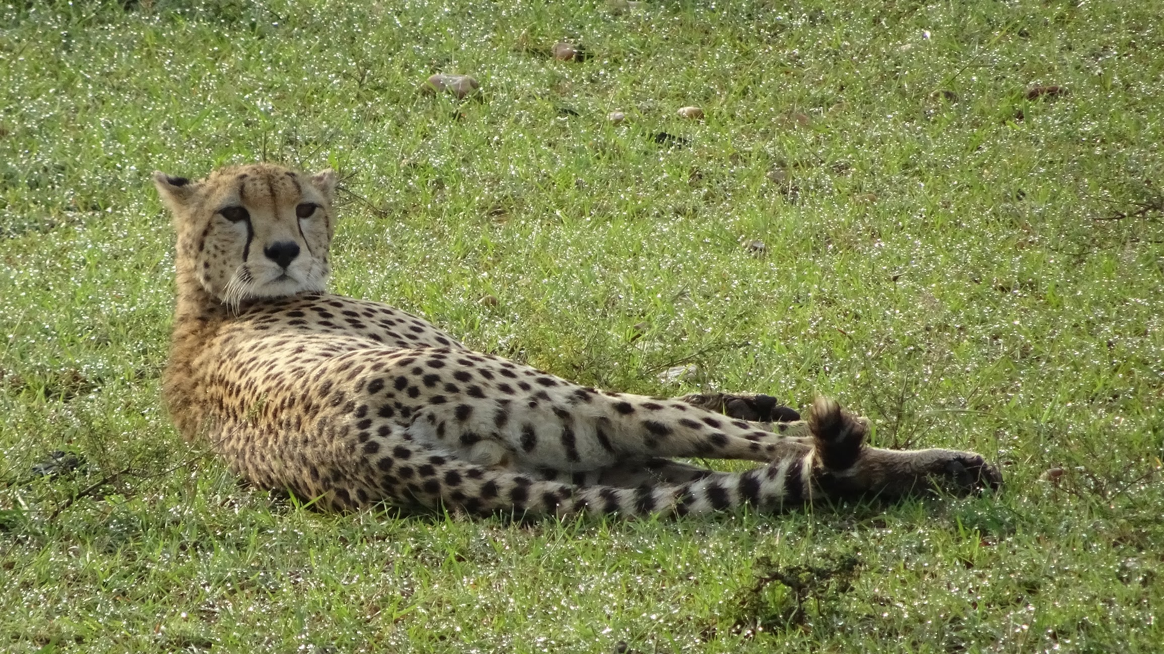 Cheetahs spend a lot of time laying down but continously stay alert for threats.