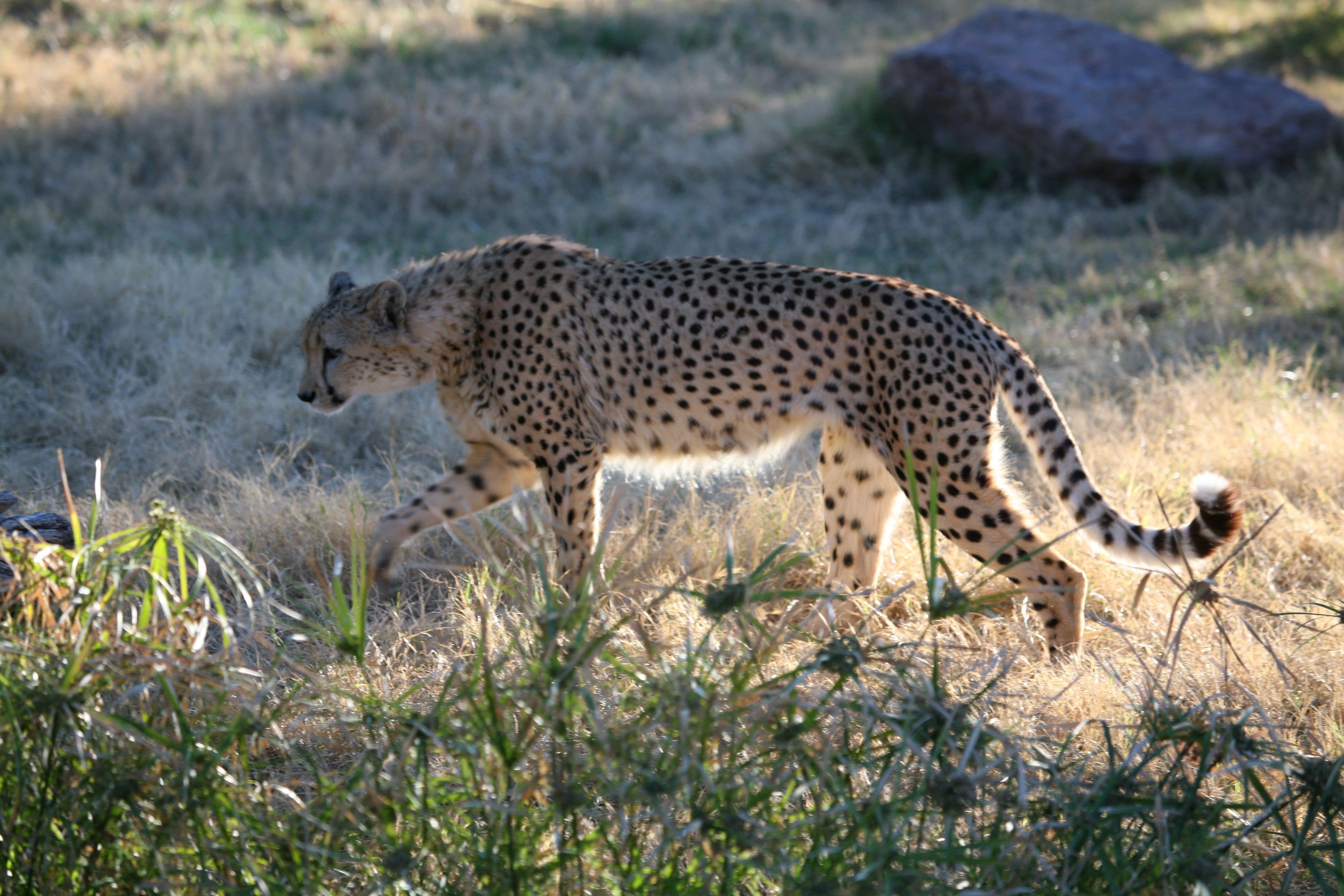A beautiful cheetah walks among the bush on the savanna.