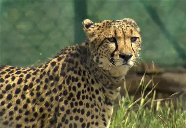 Reintroduced cheetah in Kuno National Park India