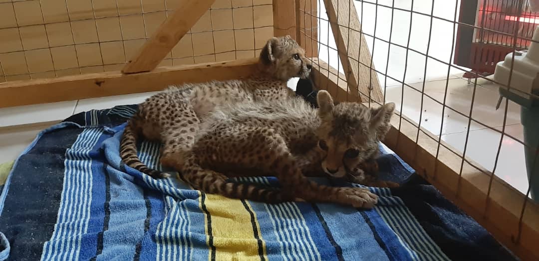Tiny cheetah cubs saved from traffickers on their way to being sold into the illegal pet trade. Cheetah Conservation Fund is helping to stop this practice.