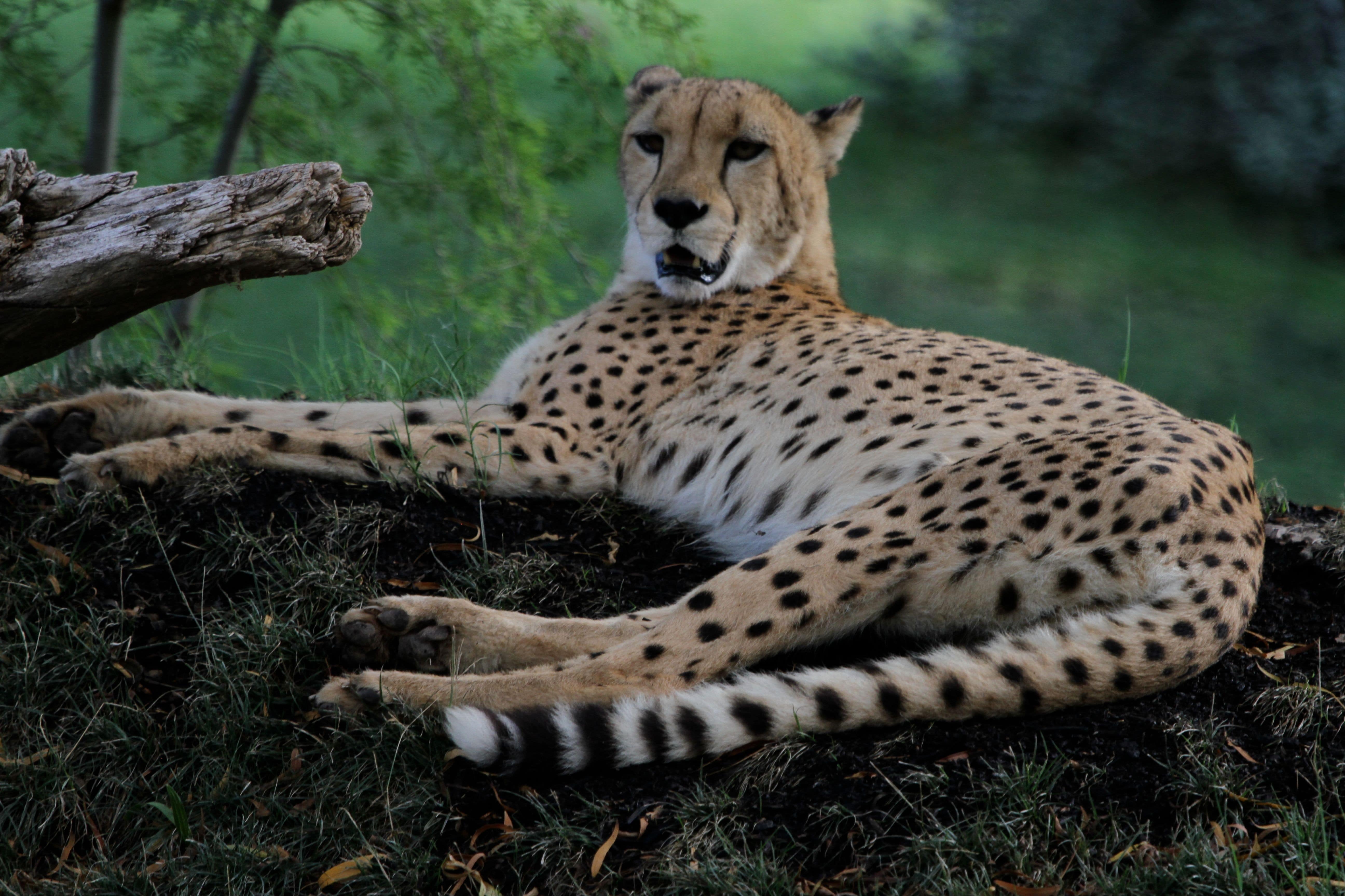 This cheetah represents only 7500 cheetahs left in the world. They are specialized animals with bodies built for speed.