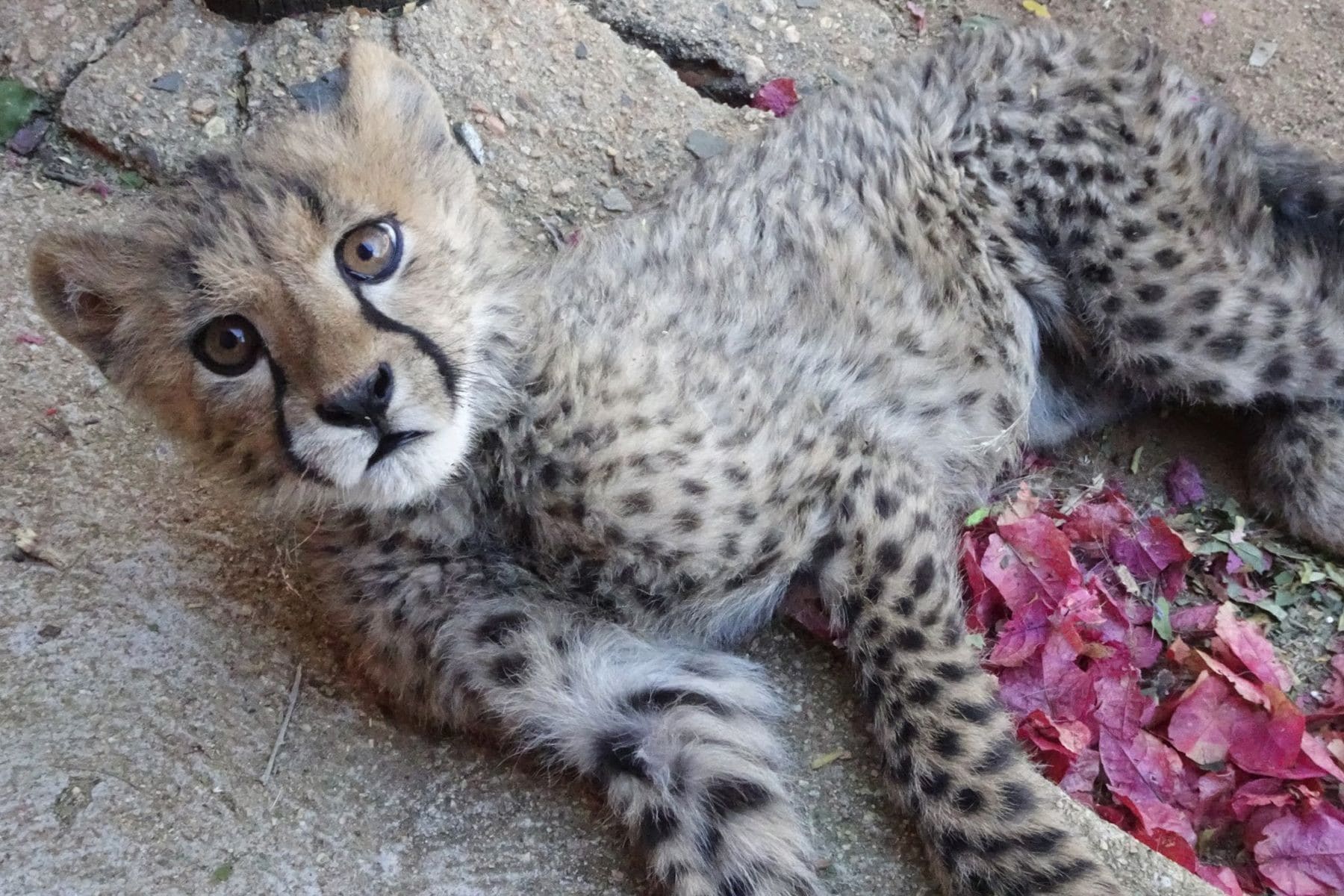 A young orphaned cheetah that luckily will survive because the Cheetah Conservation Fund takes great care of it.