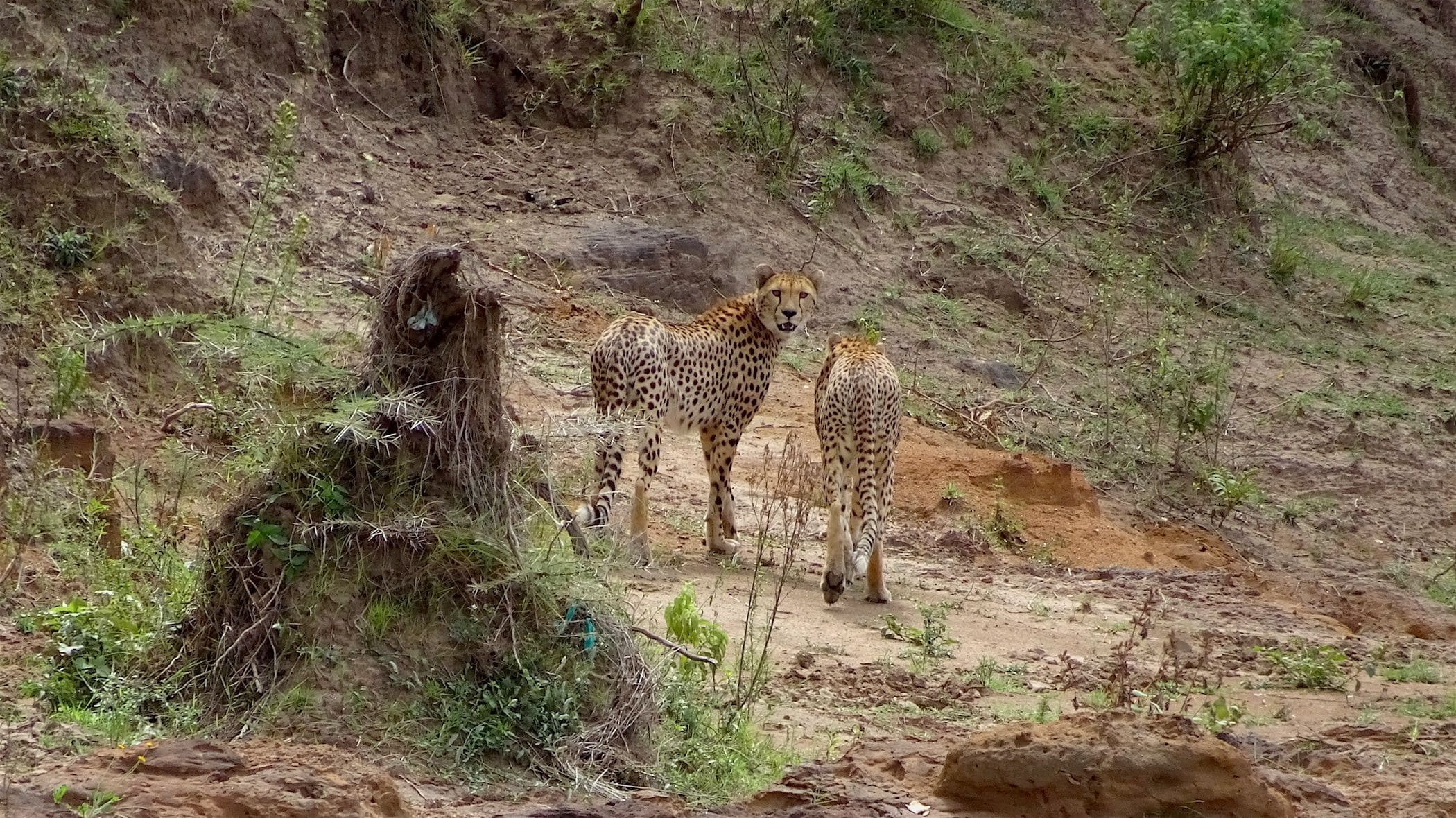 A picture is worth a 1000 words. Write a story about the cheetahs in the photos. Create your own tale of tails!