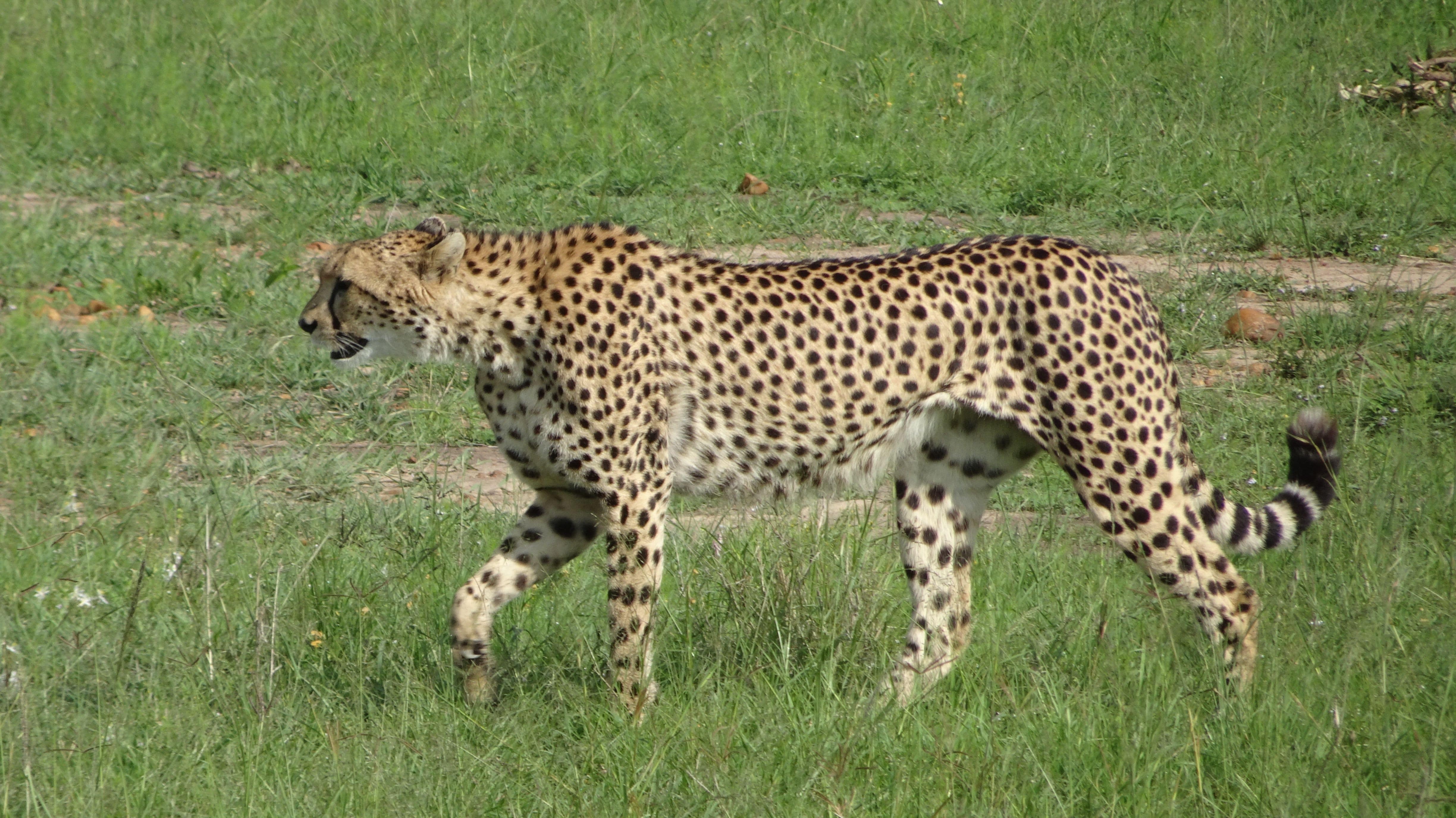 During a mid-day safari ride  a beautiful cheetah was spotted on the Maasai Mara.
