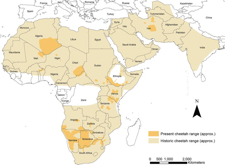 Map of Africa & Asia with the world's cheetah populations denoted. Historic and present cheetah populations.