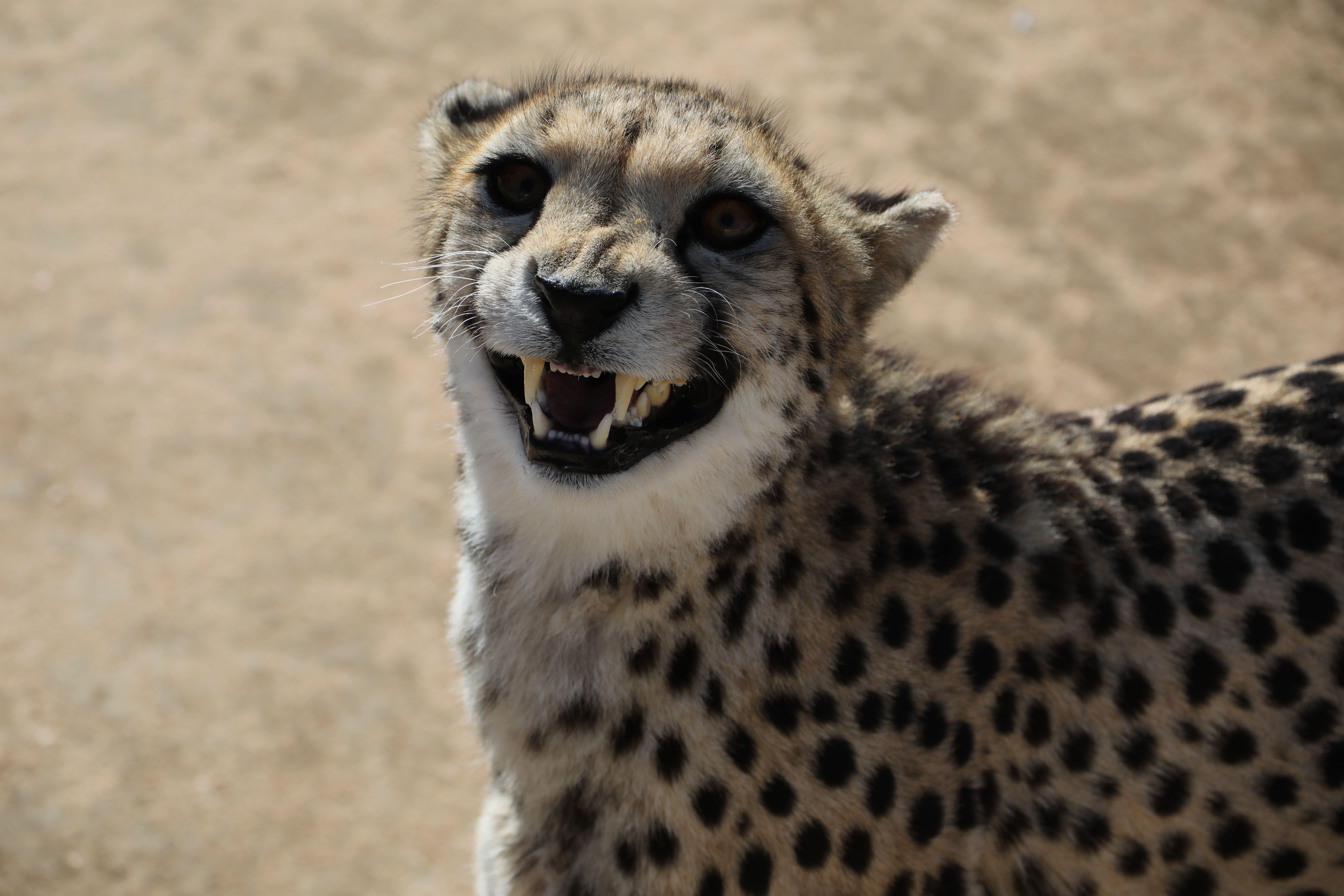 A cheetah at the Cheetah Conservation Fund in Namibia.
