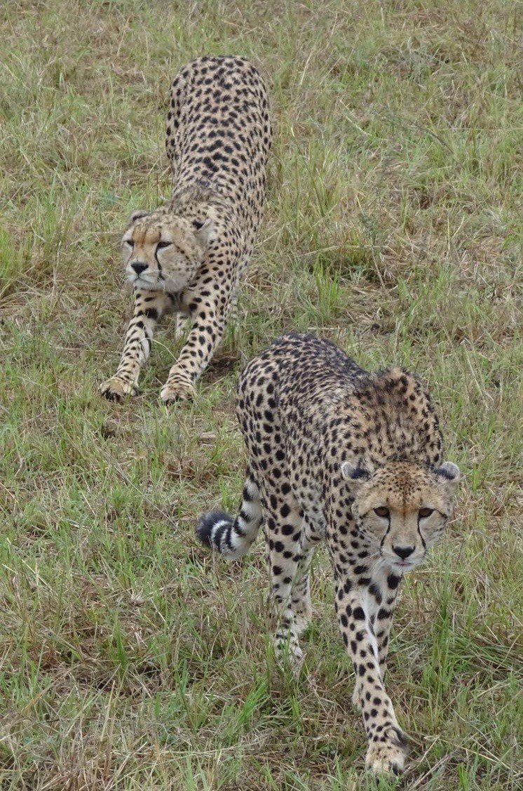 Two cheetahs roaming the Maasai Mara in Kenya. It's been a lazy day for them!
