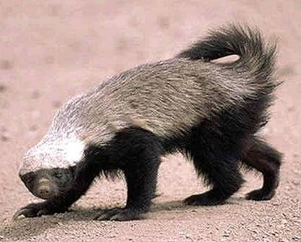 Young cheetah cubs can look like this honey badger with their fluffy mantle that runs along their head and body right after birth.