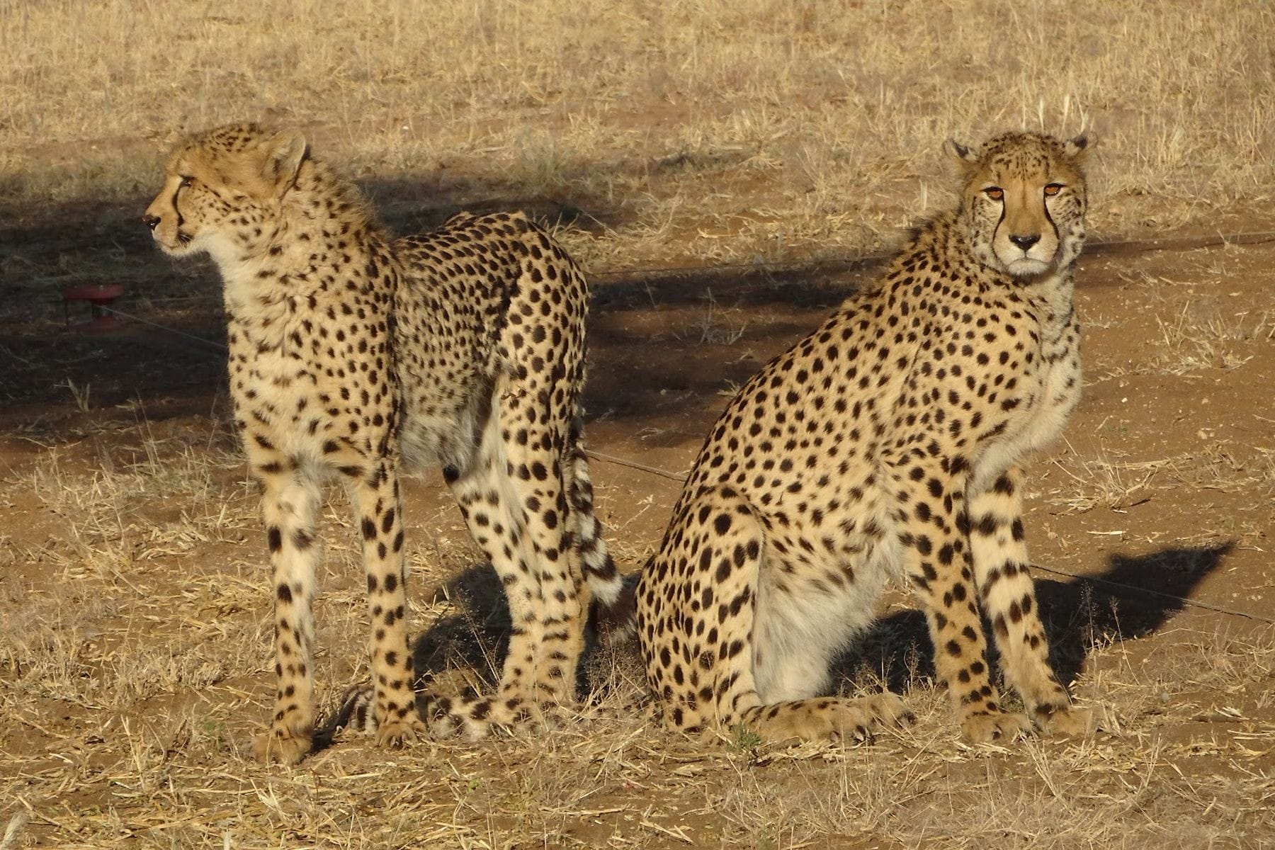 Cheetahs at the Cheetah Conservation Fund.