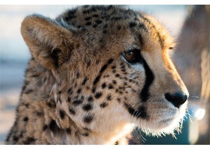 Cheetah looking out on the savannah and perhaps thinking about its hope for his species to survive.