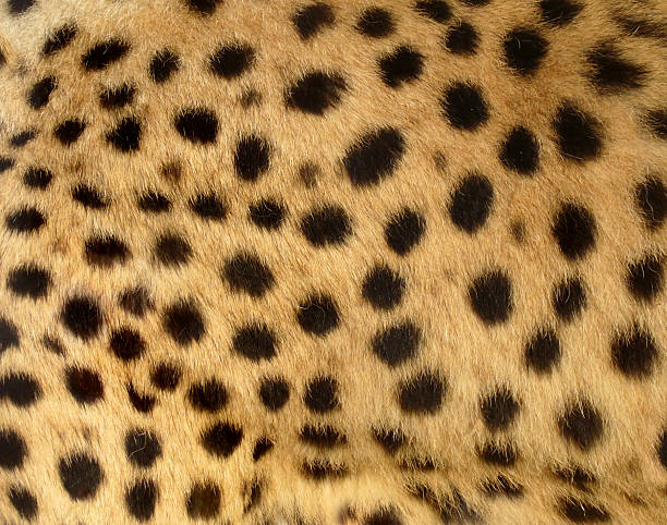 Close up of cheetah spots. These spots grow out of black spots on their skin. Cheetah spots are solid black. They look polka dotted!